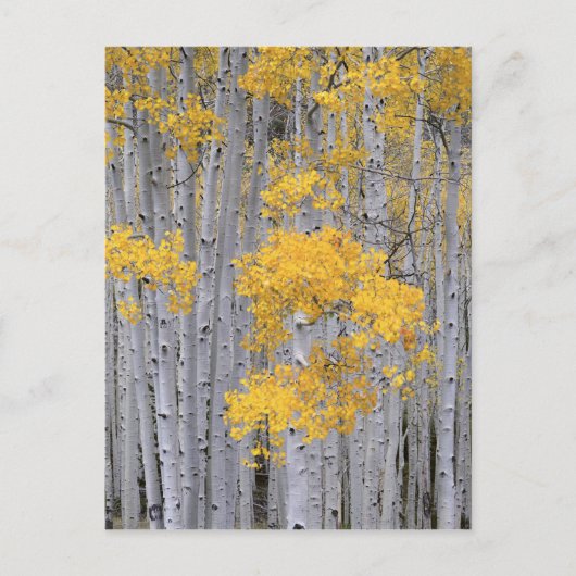 UTAH. VS. Aspen grove (Populus tremuloides) in Briefkaart (Voorkant)