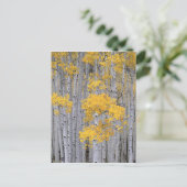 UTAH. VS. Aspen grove (Populus tremuloides) in Briefkaart (Staand voorkant)
