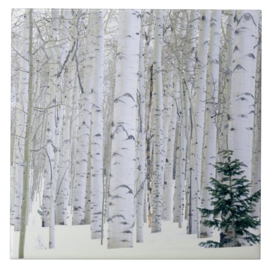 UTAH. VS. Aspen (Populus tremuloides) & Douglas Tegeltje (Voorkant)