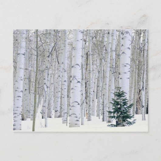 UTAH. VS. Espen (Populus tremuloides) & Douglasspa Briefkaart (Voorkant)