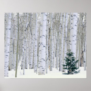 UTAH. VS. Espen (Populus tremuloides) & Douglasspa Poster