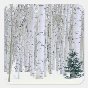 UTAH. VS. Espen (Populus tremuloides) & Douglasspa Vierkante Sticker