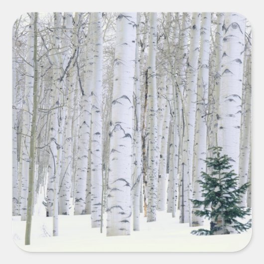 UTAH. VS. Espen (Populus tremuloides) & Douglasspa Vierkante Sticker (Voorkant)