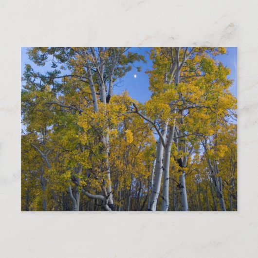 Utah. VS. Espenbomen en maan bij schemering Briefkaart (Voorkant)