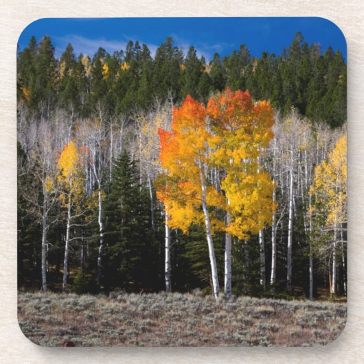 Utah, VS. Espenbomen (Populus Tremuloides) 2 Bier Onderzetter (Voorkant)