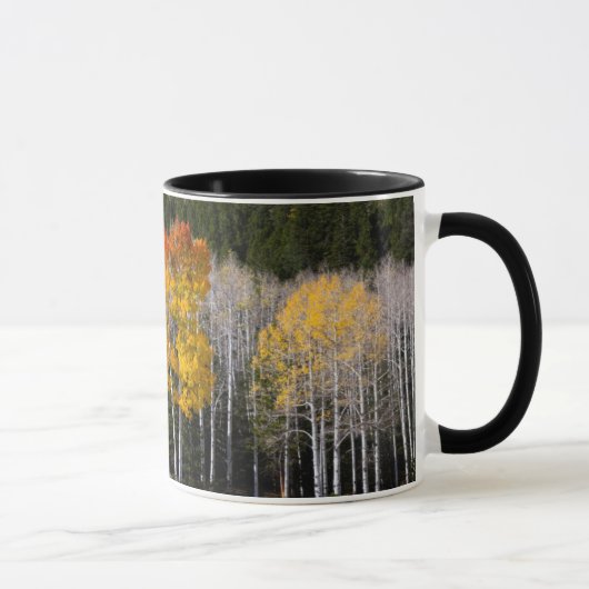 Utah, VS. Espenbomen (Populus Tremuloides) 2 Mok (Rechts)