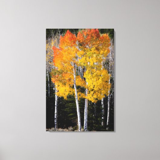 Utah, VS. Espenbomen (Populus Tremuloides) 3 Canvas Afdruk (Voorkant)