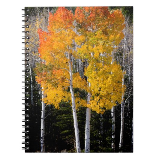 Utah, VS. Espenbomen (Populus Tremuloides) 3 Notitieboek (Voorkant)
