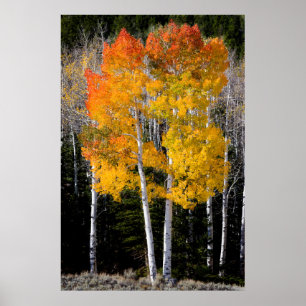 Utah, VS. Espenbomen (Populus Tremuloides) 3 Poster