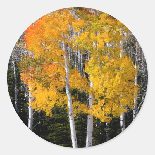 Utah, VS. Espenbomen (Populus Tremuloides) 3 Ronde Sticker (Voorkant)