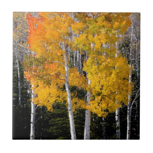 Utah, VS. Espenbomen (Populus Tremuloides) 3 Tegeltje (Voorkant)