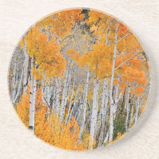 Utah, VS. Espenbomen (Populus Tremuloides) 4 Zandsteen Onderzetter (Voorkant)