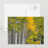 Utah. VS. Espenbomen (Populus Tremuloides) Briefkaart (Voorkant / Achterkant)