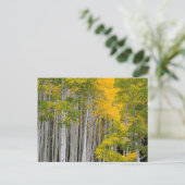 Utah. VS. Espenbomen (Populus Tremuloides) Briefkaart (Staand voorkant)