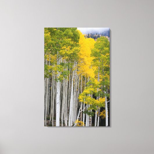 Utah. VS. Espenbomen (Populus Tremuloides) Canvas Afdruk (Voorkant)