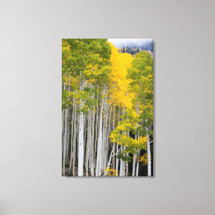 Utah. VS. Espenbomen (Populus Tremuloides) Canvas Afdruk