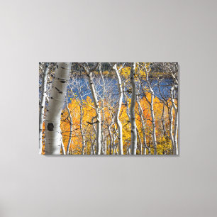 Utah, VS. Espenbomen (Populus Tremuloides) Canvas Afdruk