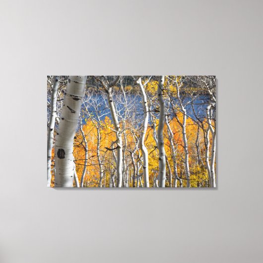Utah, VS. Espenbomen (Populus Tremuloides) Canvas Afdruk (Voorkant)