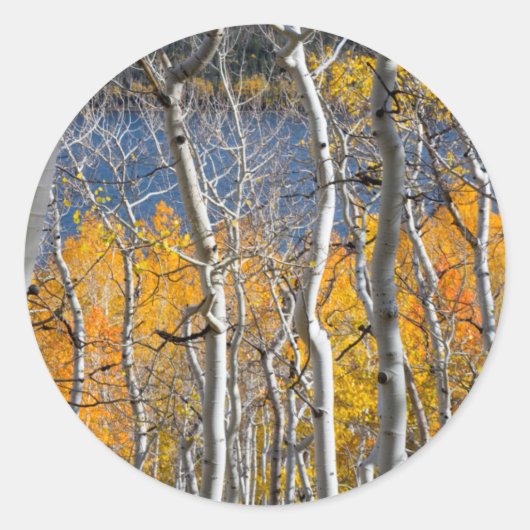 Utah, VS. Espenbomen (Populus Tremuloides) Ronde Sticker (Voorkant)