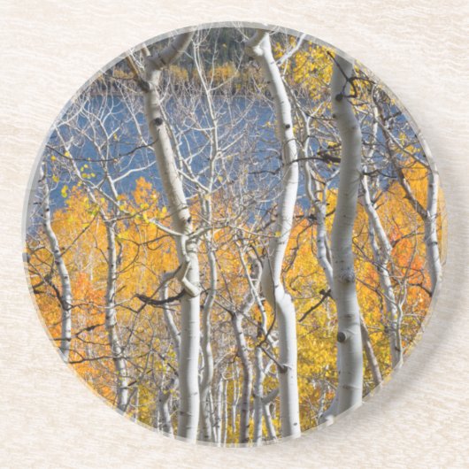 Utah, VS. Espenbomen (Populus Tremuloides) Zandsteen Onderzetter (Voorkant)