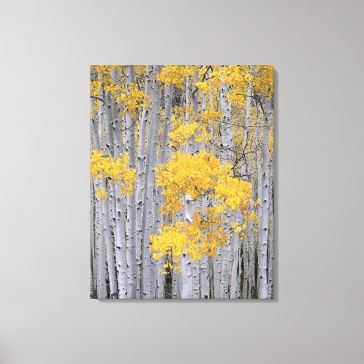 UTAH. VS. Espenbos (Populus tremuloides) in Canvas Afdruk (Voorkant)