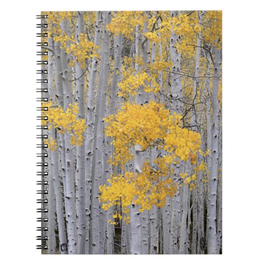UTAH. VS. Espenbos (Populus tremuloides) in Notitieboek (Voorkant)