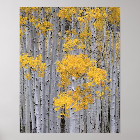 UTAH. VS. Espenbos (Populus tremuloides) in Poster (Voorkant)