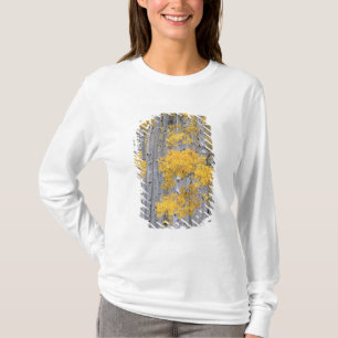 UTAH. VS. Espenbos (Populus tremuloides) in T-shirt