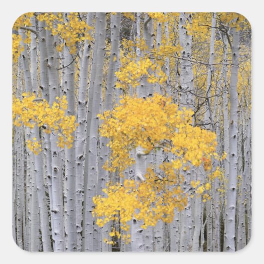 UTAH. VS. Espenbos (Populus tremuloides) in Vierkante Sticker (Voorkant)