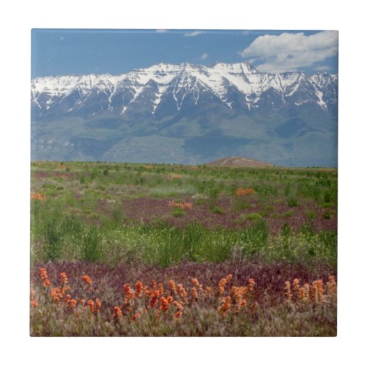 Utah, VS. Mt. Timpanogos rijst boven Tegeltje (Voorkant)