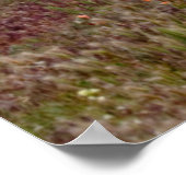 Utah, VS. Mt. Timpanogos Rises Above Poster (Hoek)