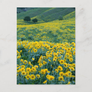 UTAH. VS. Pijlbalsamwortel Balsamorhiza Briefkaart