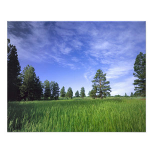 UTAH. VS. Ponderosa dennen (Pinus ponderosa) & Foto Afdruk