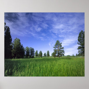 UTAH. VS. Ponderosa dennen (Pinus ponderosa) & Poster