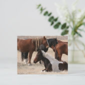 Utah Wild Mustangs Briefkaart (Staand voorkant)