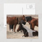 Utah Wild Mustangs Briefkaart (Voorkant / Achterkant)