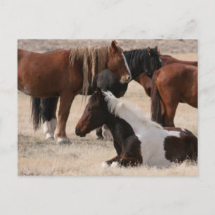 Utah Wild Mustangs Briefkaart