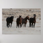 Utah Wild Mustangs Poster (Voorkant)