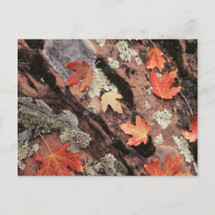 Utah, Zion National Park, Herfstpatronen Briefkaart