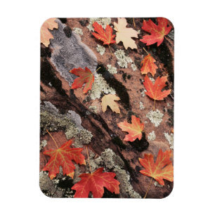 Utah, Zion National Park, Herfstpatronen Magneet