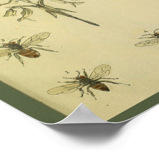 Uterus Abdomen Arteries bijen Anatomie Art Afdrukk Poster (Hoek)