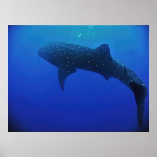 Utila Whale Shark Poster (Voorkant)