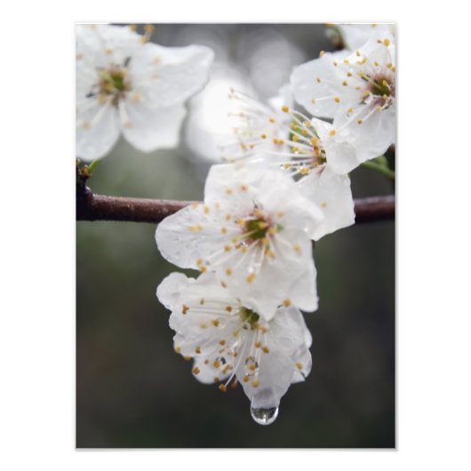 Uw aangepaste 12-inch x 16-inch fotouitbreiding foto afdruk (Voorkant)