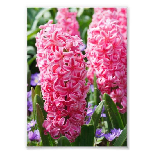 Uw aangepaste 5-inch x 7-inch fotouitbreiding foto afdruk (Voorkant)