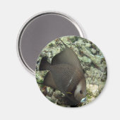 UW Angel Fish Magnet: chan-chemuyil.com Magneet (Voorkant / Achterkant)