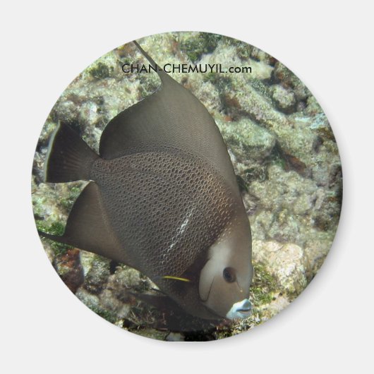 UW Angel Fish Magnet: chan-chemuyil.com Magneet (Voorkant)