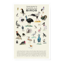Uw gids voor donkere vogels 11x17 Poster