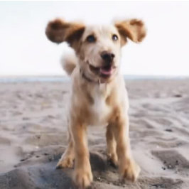 Uw hond Fotonaam Lettertype Kleuropties Canvas tas