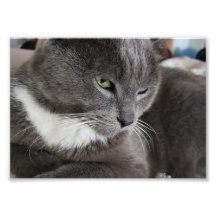 Uw huisdier Foto Vergroting