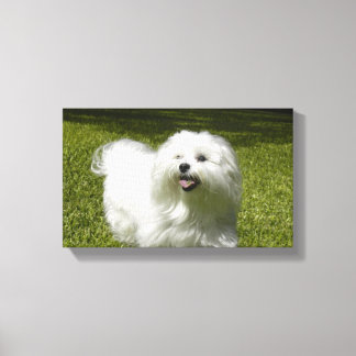 Uw huisdier op een stretched canvas print